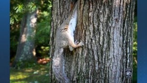 Cohasset officers rescue squirrel with head stuck in a tree – MASHAHER