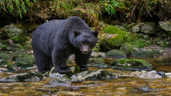 Black bear attacks child, 3, at campground near Yellowstone National Park – MASHAHER