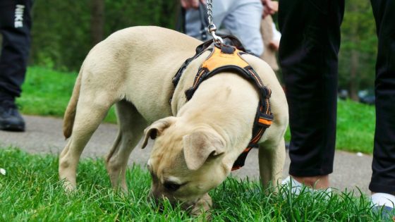 Police officer told he wasn’t allowed to bring autism assistance dog to work sues force – MASHAHER