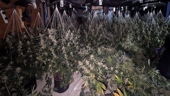 Police bust one of the ‘biggest ever’ cannabis farms seizing up to £1.6m in plants – MASHAHER