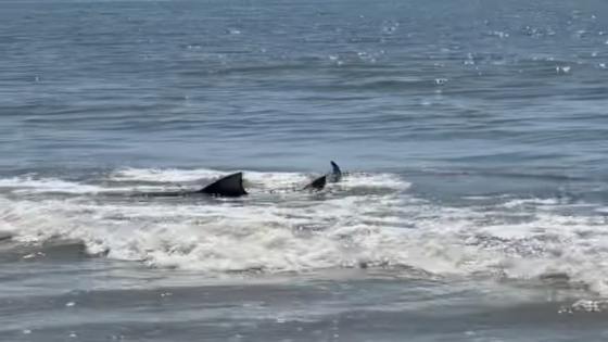 Hilton Head Island lifeguards clear water after shark sighting off beach Friday morning – MASHAHER