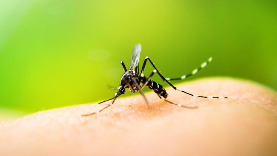 Mosquito season is getting longer, which could lead to more disease. How one city is preparing. – MASHAHER