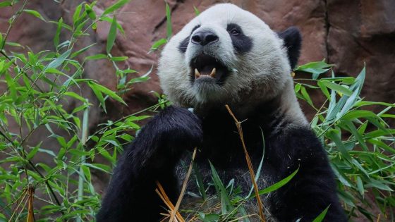 San Diego Zoo welcomes first giant pandas in decades – MASHAHER