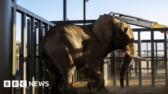 South Africa’s last zoo elephant Charlie freed after 40 years – MASHAHER