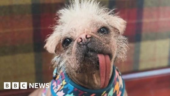 Life with the ‘ugliest’ dog who now stars in Deadpool & Wolverine – MASHAHER