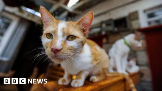 Me-ow! Kenyan feline lovers fret over cat-tax plan – MASHAHER