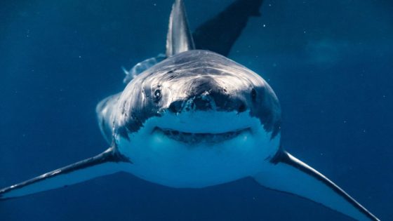 Was a shark responsible for man’s injuries at Jersey Shore? Beachgoers warned – MASHAHER