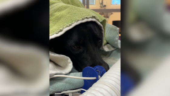 Kansas rescues step in after dog found with severe burns, WPD investigating – MASHAHER