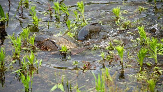 US Army invests billions to battle highly invasive species wreaking havoc on state waterways: ‘A significant victory’ – MASHAHER