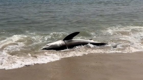 Watch beachgoers help stranded shark back into the water in Nantucket – MASHAHER