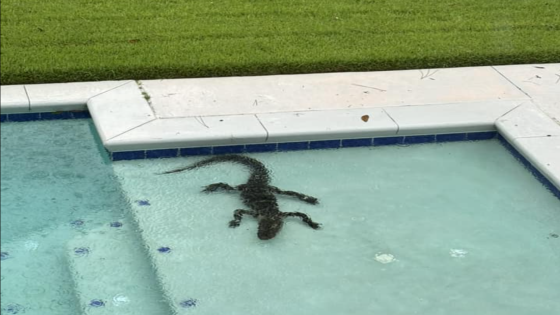 Debby washes Hilton Head’s alligators into odd places. Here’s where they’ve been found – MASHAHER