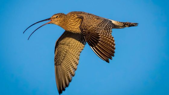 Can drones help save Wales’ most threatened bird? – MASHAHER