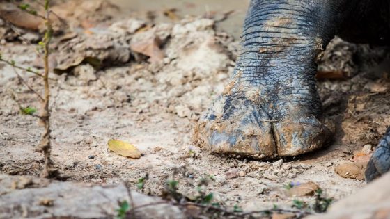 Trail cameras capture encouraging footage of one of the rarest large mammal species in the world — and it comes with a surprise – MASHAHER