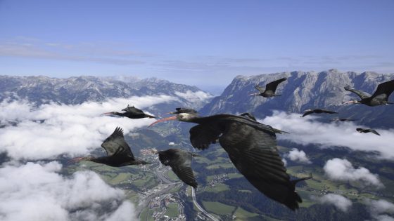 This bird species was extinct in Europe. Now it’s back, and humans must help it migrate for winter – MASHAHER