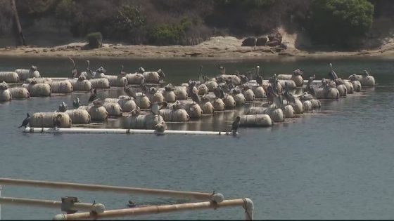 Carlsbad Aquafarm moving out of lagoon amid changes – MASHAHER