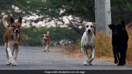 76-Year-Old Woman Dies After Stray Dog Attack In Bengaluru: Cops – MASHAHER