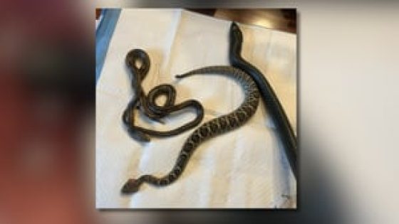 Cannibal snake found in Georgia that ate 3 snakes, vomited them back up. 1 was still alive – MASHAHER