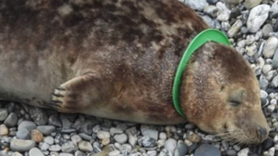 ‘Horrific’ seal deaths linked to plastic toys – MASHAHER