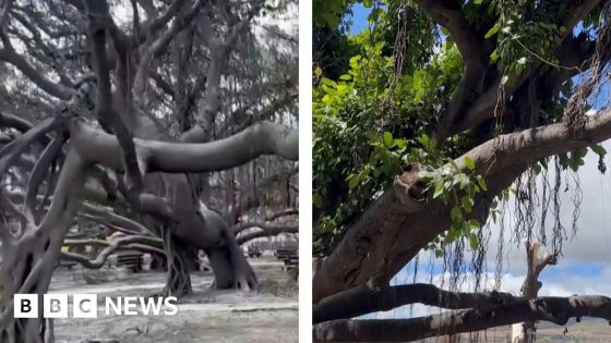 Iconic banyan tree showing signs of life after Maui wildfire – MASHAHER