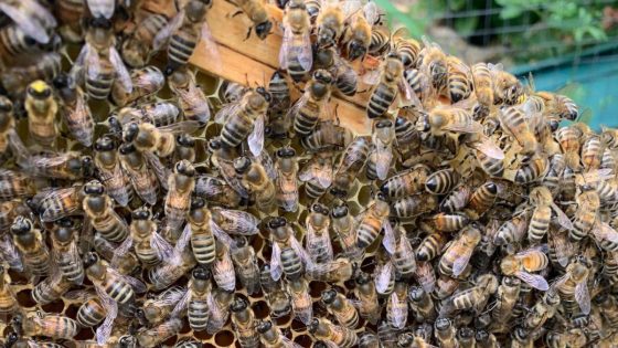 Bee swarm becomes thriving colony in city farm – MASHAHER