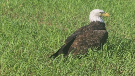 Missouri Department of Conservation rehabilitates bald eagle full of raccoon – MASHAHER