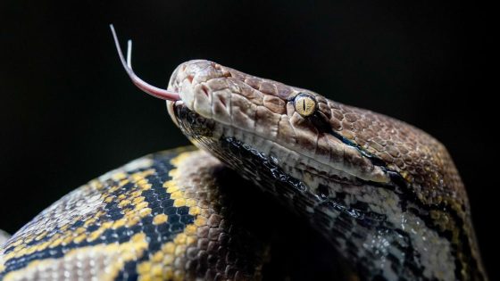 Woman dies in python attack after being swallowed up to her shoulders, Indonesia officials say – MASHAHER