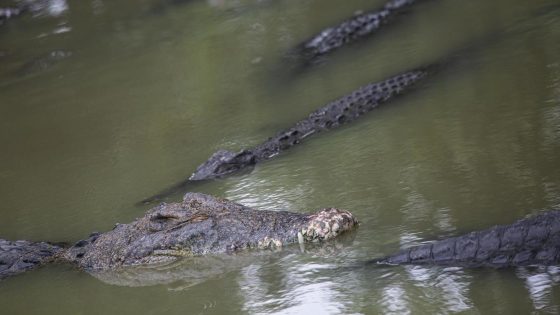 Crocodile kills woman bathing in a river in eastern Indonesia – MASHAHER