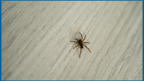 How to get rid of spiders and keep them away – MASHAHER