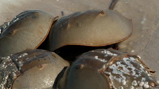 Horseshoe crabs: Ancient creatures who are a medical marvel – MASHAHER