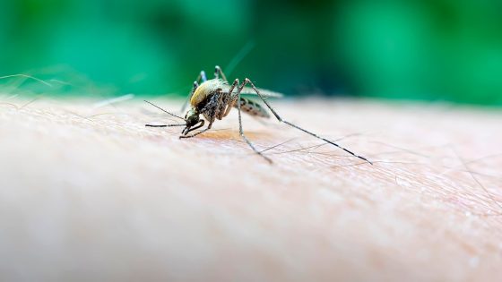 A rare but deadly mosquito virus infection has Massachusetts towns urging vigilance – MASHAHER