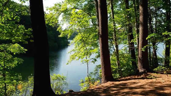 Nature: Walden Pond in Massachusetts – MASHAHER