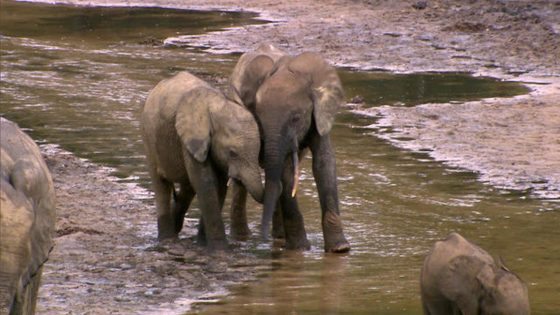 The Secret Language of Elephants | 60 Minutes Archive – MASHAHER