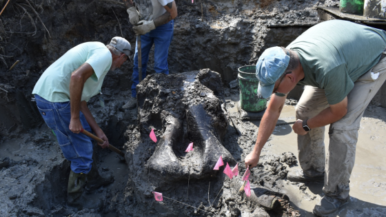 13,600-year-old mastodon skull found in Iowa creek – MASHAHER