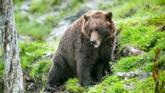 Hunter in Alaska mauled by bear before being shot in the leg while trying to fend it off | US News – MASHAHER