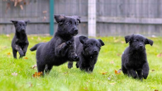 Scottish government announces plans to introduce strict licensing framework for canine fertility businesses | UK News – MASHAHER