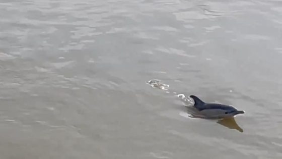 Two dolphins found dead on the bank of River Thames | UK News – MASHAHER