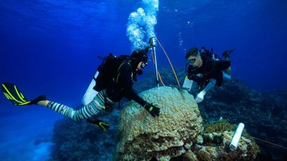 ‘The coral in the coalmine’: Seas around Great Barrier Reef hottest in 400 years | Climate News – MASHAHER