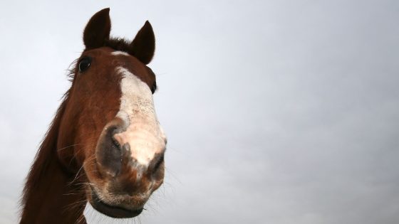 Horses are smarter than previously thought, researchers say | Science & Tech News – MASHAHER