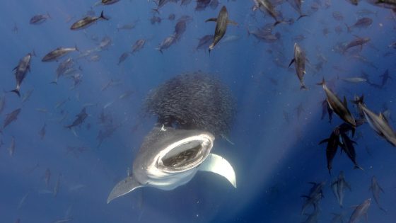 Science in pictures: Whale sharks, birds, coral and wasps win scientific photography competition | Science & Tech News – MASHAHER