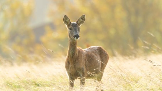 Hunters to be paid to kill extra deer in Scotland in trial conservation scheme | Climate News – MASHAHER