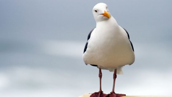 Swansea: Gull put to sleep after suffering broken wing in attack | UK News – MASHAHER