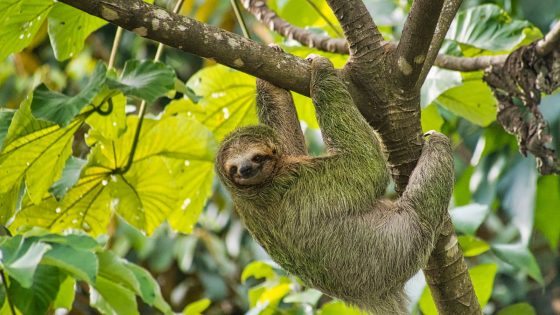 Sloth virus: What to know as cases found in Europe | World News – MASHAHER