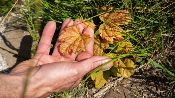 Eight new shoots emerge from Sycamore Gap stump | UK News – MASHAHER