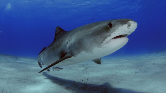 Boy, 16, ‘decapitated’ by shark while fishing in Jamaica | World News – MASHAHER