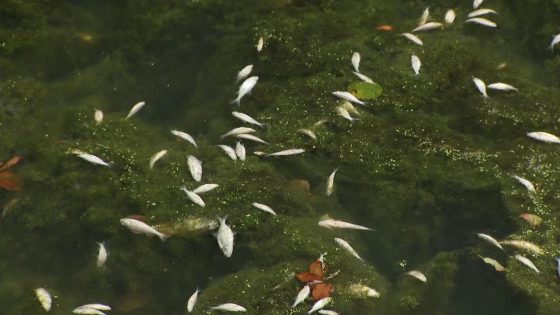 Walsall: About 90kg of dead fish removed from canal after chemical spill | UK News – MASHAHER