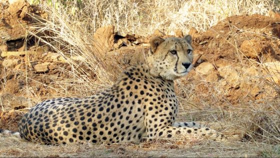 African cheetahs at Kuno National Park to be released into wild a year after enclosure stay – MASHAHER