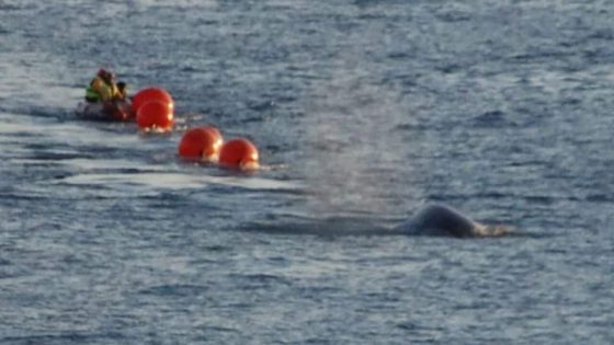 Humpback freed in Sydney harbour, search for other entangled whales continues – MASHAHER