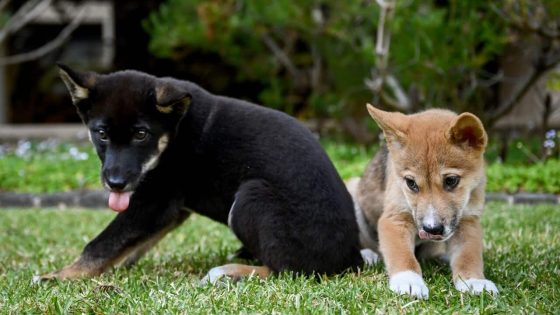 Puppy love: Why First Nations are calling for an end to poisoning dingoes – MASHAHER