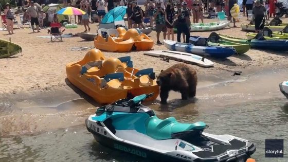 Video captures big black bear’s casual stroll across crowded California beach – MASHAHER