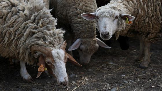 Portugal reported outbreak of bluetongue disease on sheep farm – MASHAHER